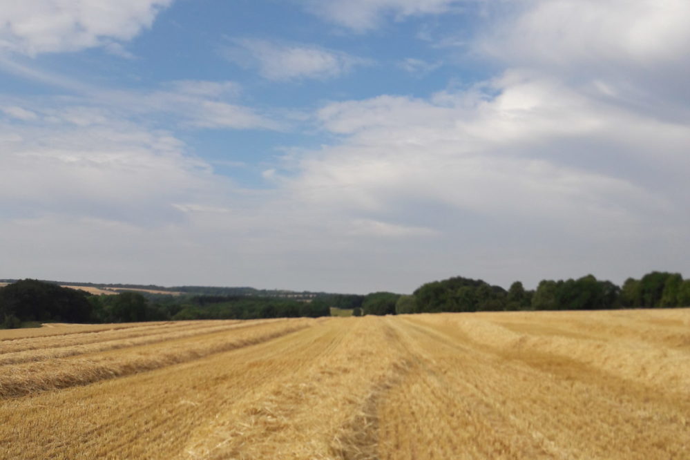 A local walk through fields