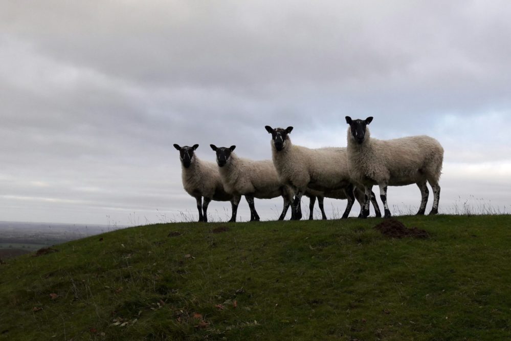 4 sheep watching me on Dover's Hill