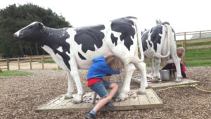 Children trying to milk a cow