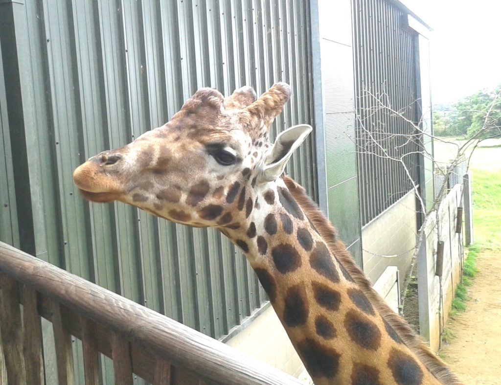 Things to do with children in the Cotswolds A friendly giraffe at Cotswold Wildlife Park