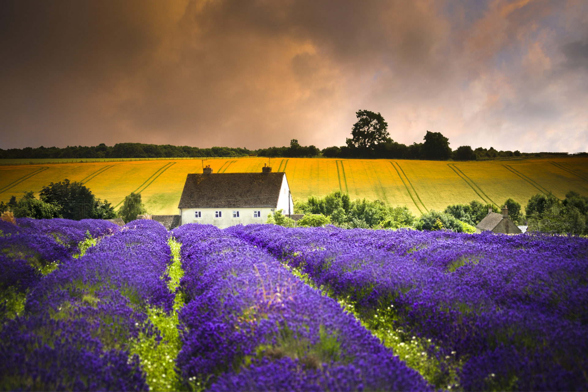 Cotswold Lavender fields
