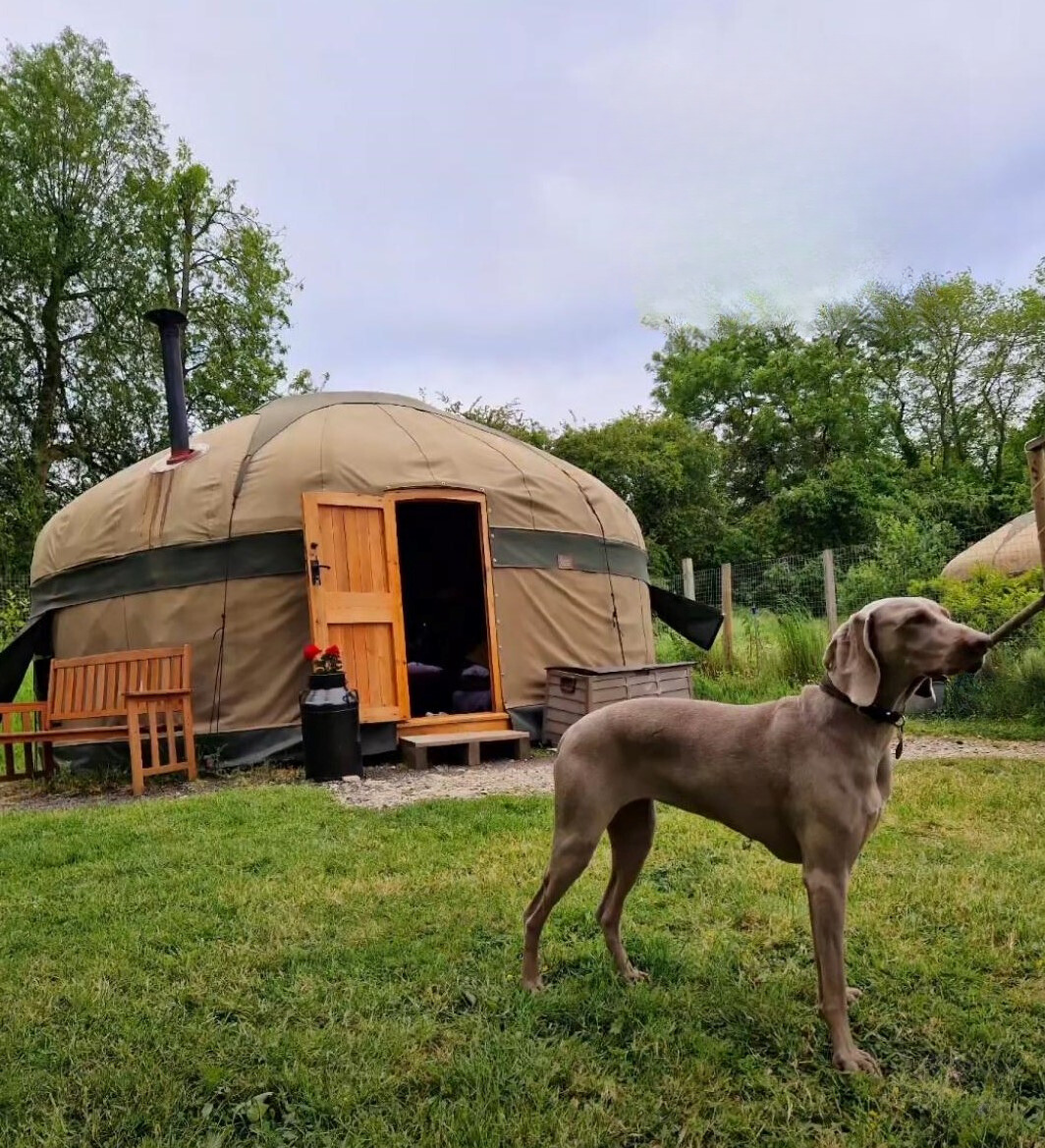 Glamping with dogs at Campden Yurts. Beautiful Pointer outside of the yurt