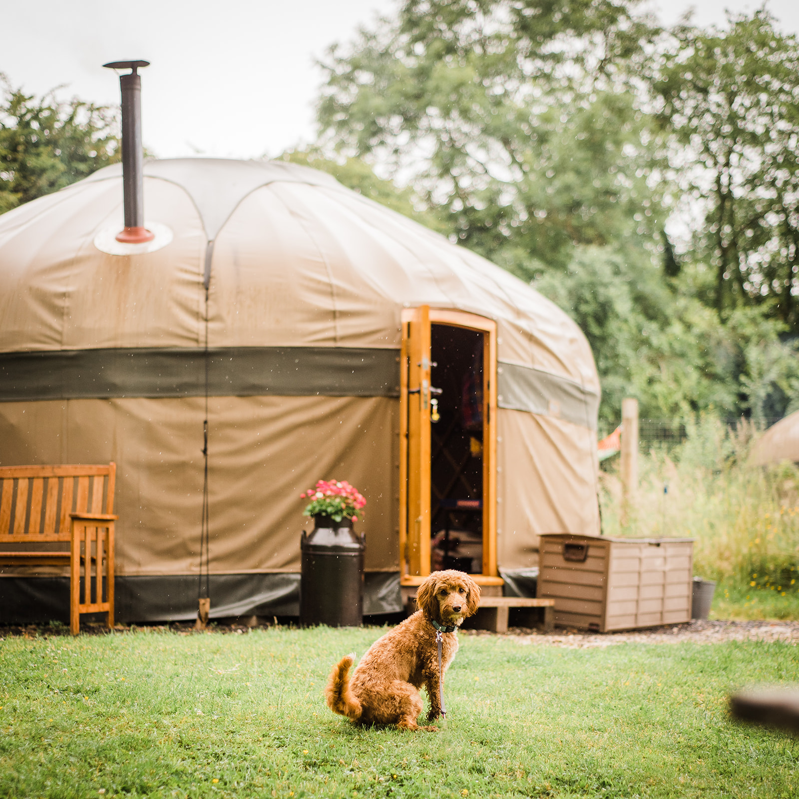 Dog friendly Cotswold holiday. Small brown dog sits outside Campden Yurts' dog friendly yurt and paddock.