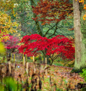 Autumn trees at Batsford Arboretum - One of the Things to do with Children in the Cotswolds