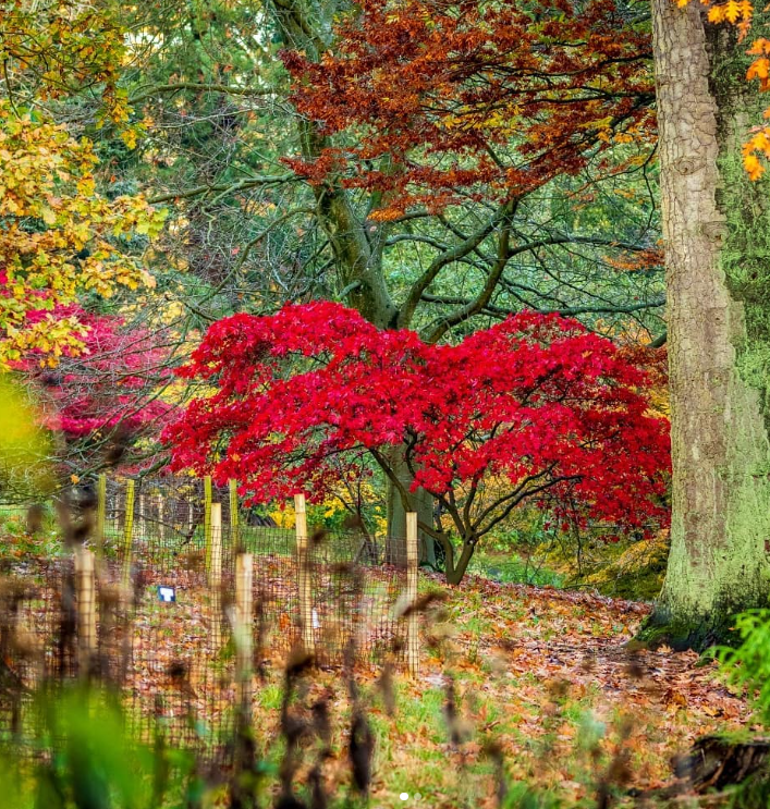 Autumn trees at Batsford Arboretum - One of the Things to do with Children in the Cotswolds