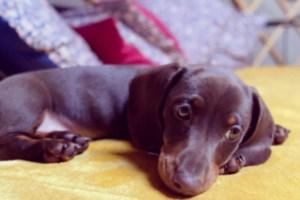 Dog friendly Cotswold Holiday - puppy daschund relaxing on a bed in the yurt