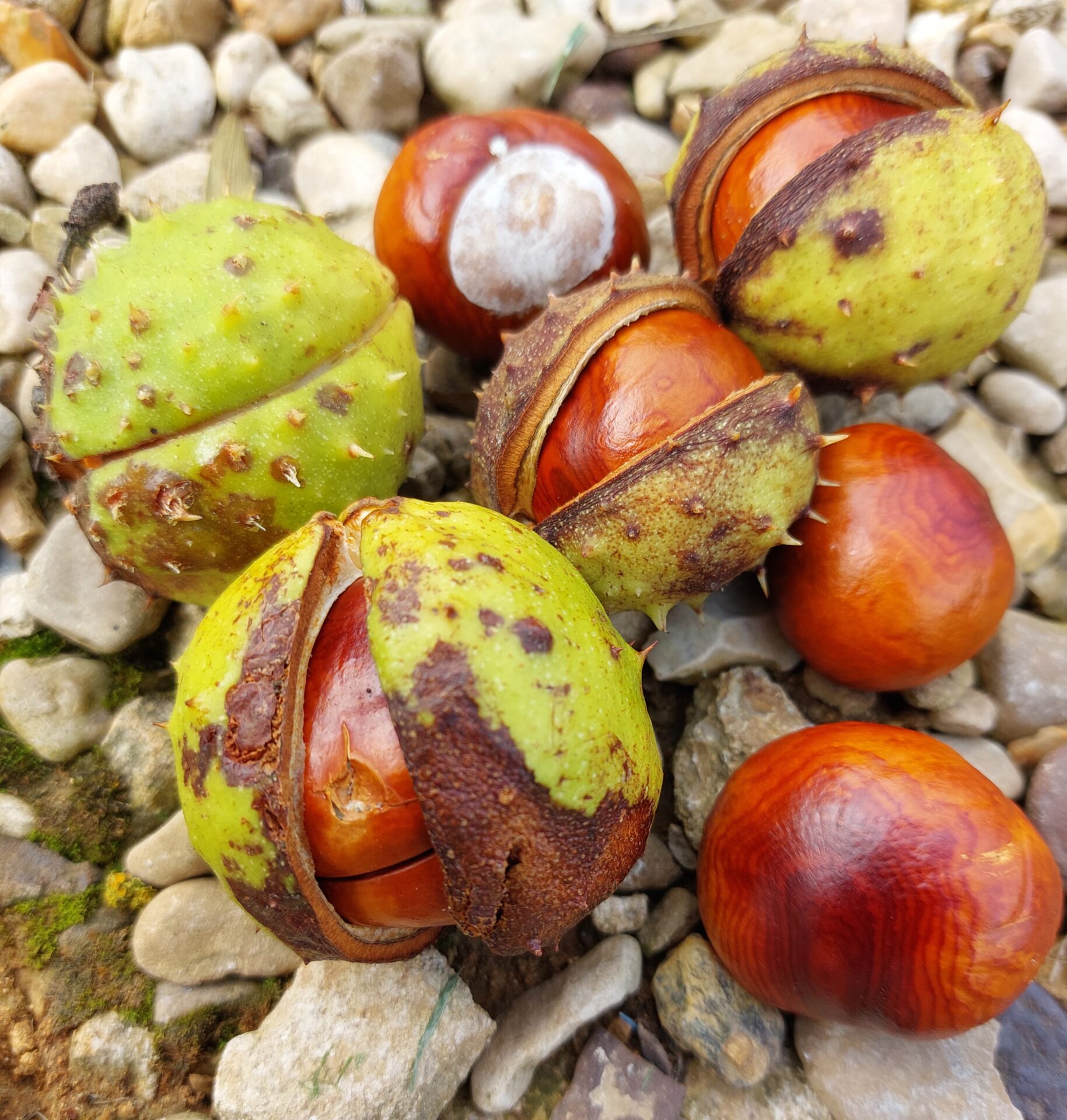 Sustainability aims - using conkers to make detergent