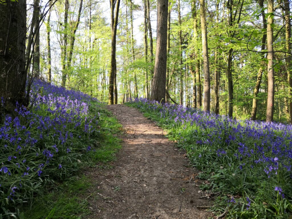 Things to do with childrren in the Cotswolds - explore the local bluebell woods